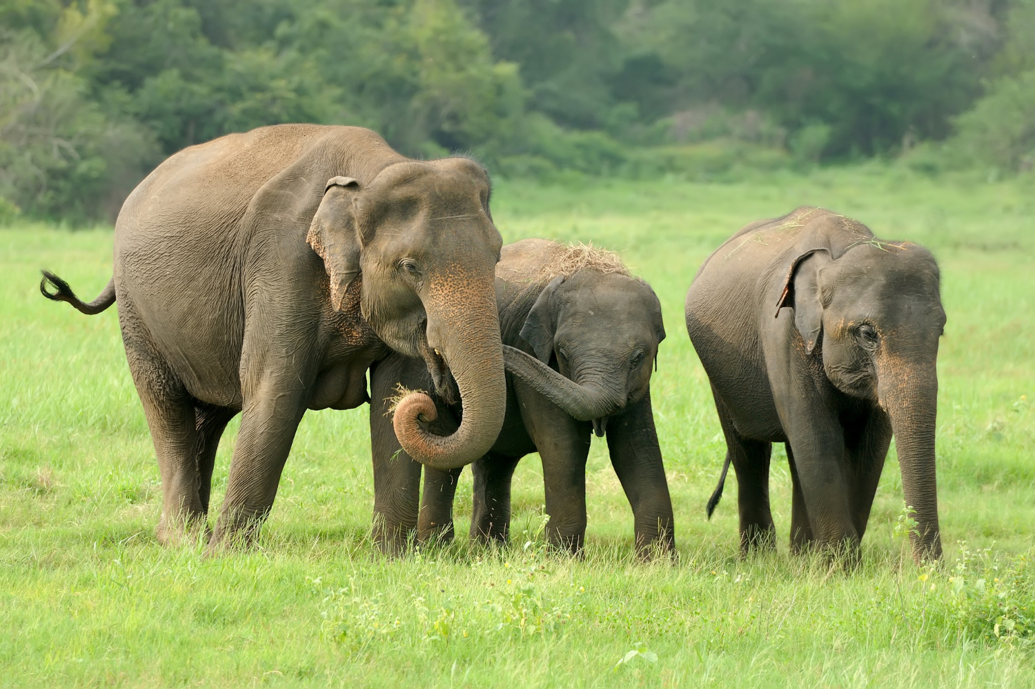 Thekkady